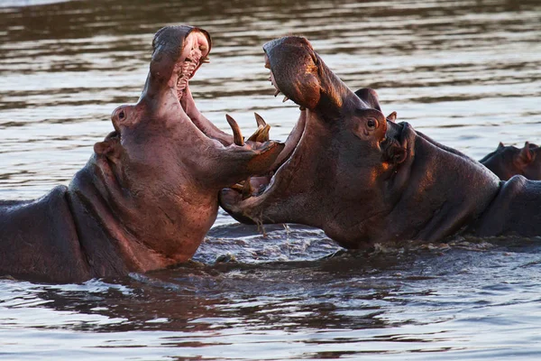 Hipopótamo Animal Hipopótamo Fauna Natural —  Fotos de Stock