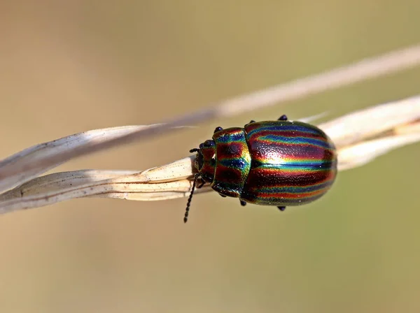 Chrząszcz Tęczowy Chrysolina Cerealis — Zdjęcie stockowe