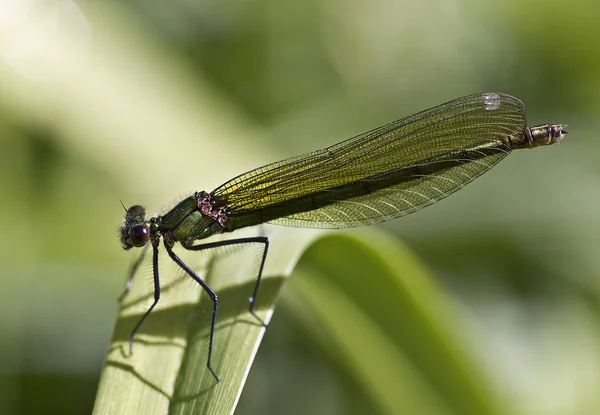 Libelle Odonata Fauna — Stockfoto