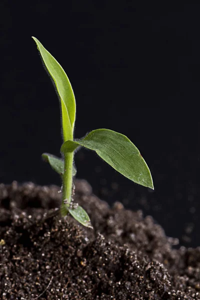 Piękne Botaniczne Ujęcie Naturalna Tapeta — Zdjęcie stockowe