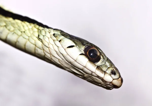 Veszélyes Kígyó Húsevő Hüllő — Stock Fotó