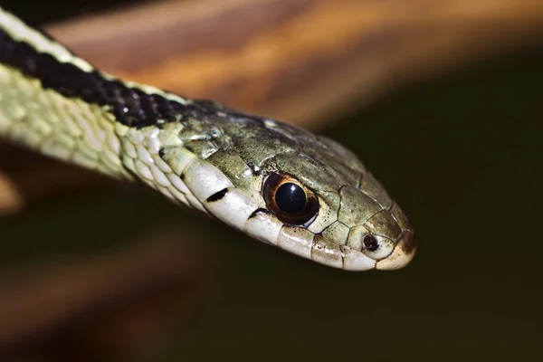 Serpente Perigosa Réptil Carnívoro — Fotografia de Stock