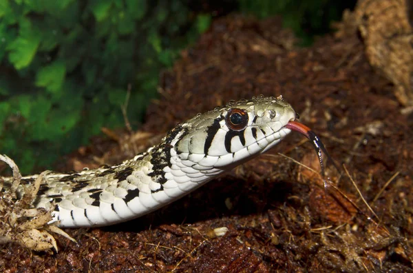 Serpiente Peligrosa Reptil Carnívoro —  Fotos de Stock