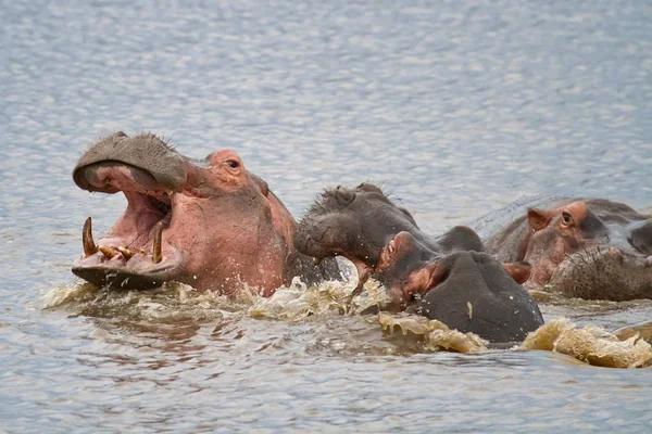Hippo Animal Hippopotamus Nature Fauna — Stock Photo, Image