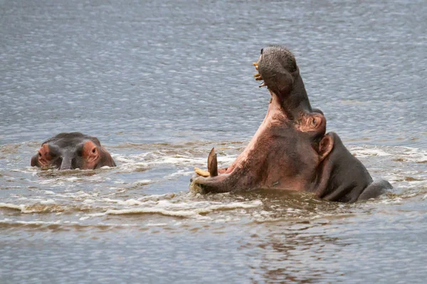 Hipopótamo Hippopotamus Fauna Natureza — Fotografia de Stock