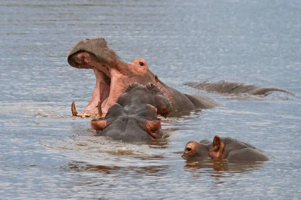 Hipopótamo Animal Hipopótamo Fauna Natural — Foto de Stock