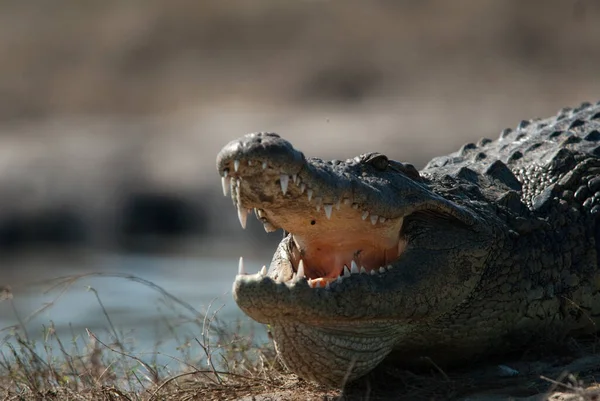 Dentes Barcaça Crocodilo Chobe National Park Botsuana — Fotografia de Stock