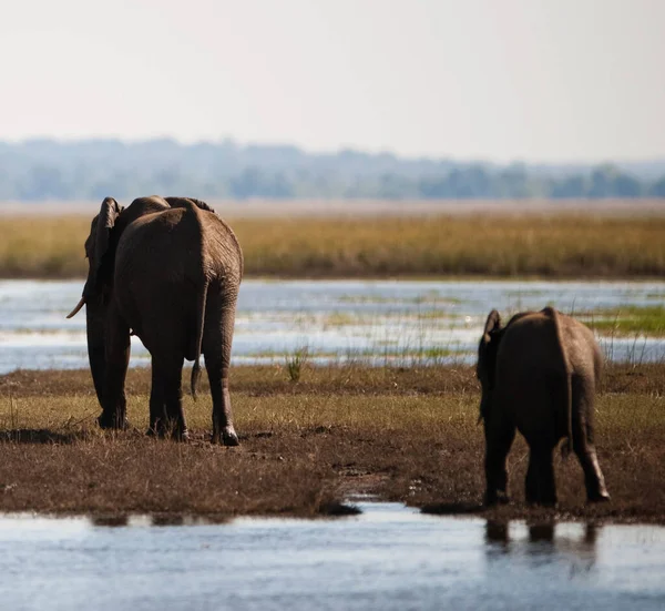 Bebis Och Moder Afrikansk Buske Elefant Loxodonta Africana — Stockfoto