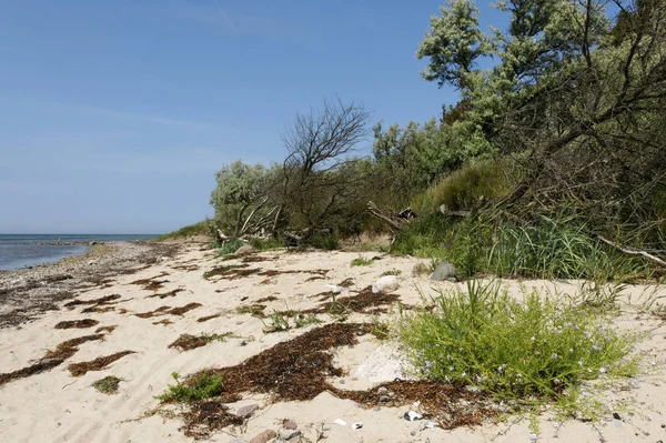 Spiaggia Naturale Mare Baltico Isola Poel — Foto Stock