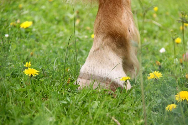 Pies Łące — Zdjęcie stockowe