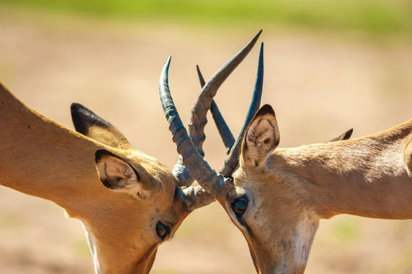 Impala Schlägt Kopf Chobe Nationalpark — Stockfoto