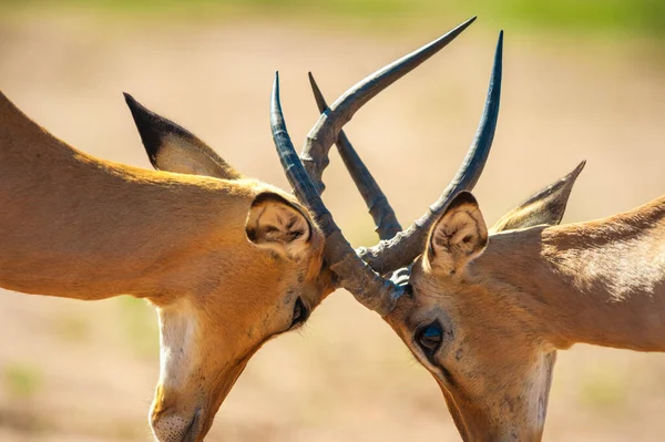 Impala Národním Parku Chobe — Stock fotografie