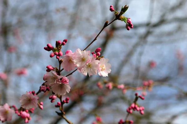 樱桃树盛开 春花盛开 — 图库照片