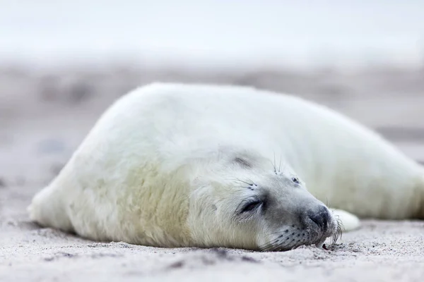 Phoques Animaux Mammifères Marins — Photo