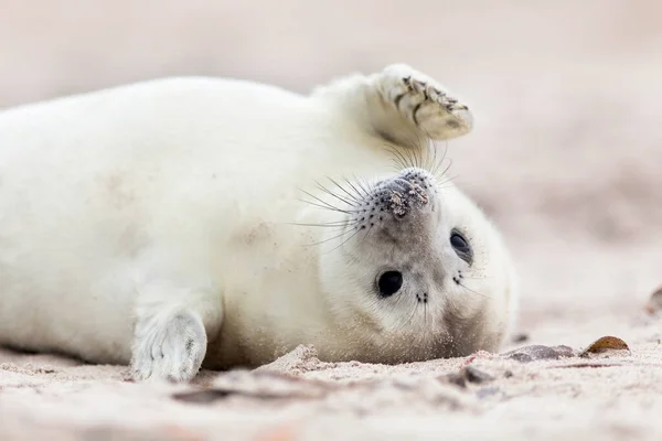 Tuleni Mořští Savci — Stock fotografie