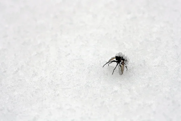 Frozen Fly Snow — Stock Photo, Image