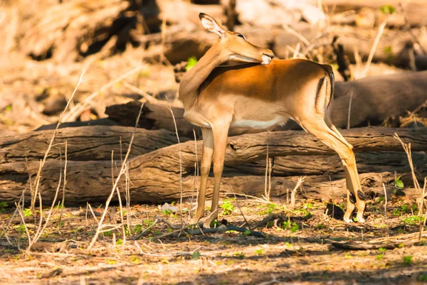 Impala Ewe Aepyceros Melampus Parque Nacional Chobe —  Fotos de Stock