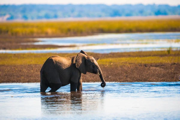 Słoniątko Loxodonta Africana Park Narodowy Chobe — Zdjęcie stockowe