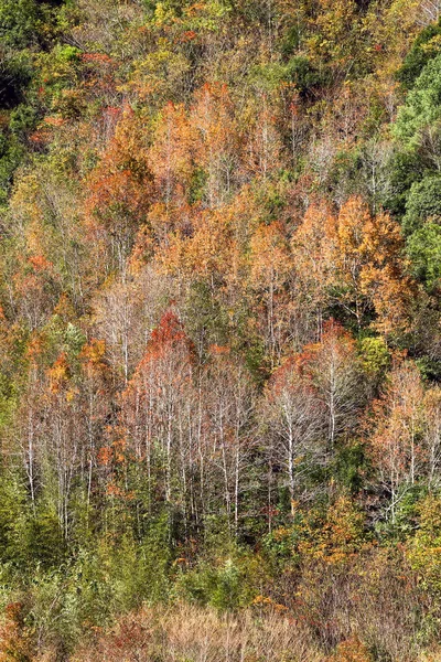 自然を背景にした美しい滝 — ストック写真