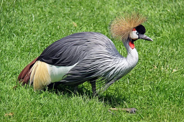 Scenic View Beautiful Crowned Crane Bird — Stock Photo, Image