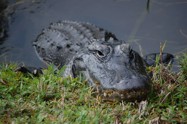 Aligátor Krokodilok Vadon Élő Állatok Veszélyes Hüllő Ragadozó — Stock Fotó