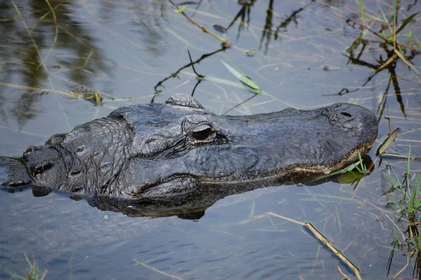 Crocodiles Alligator Faune Prédateur Reptiles Dangereux — Photo