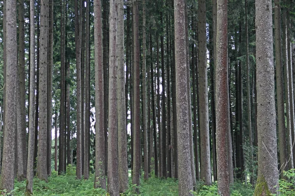 Scénický Pohled Flóru Divokém Lese — Stock fotografie