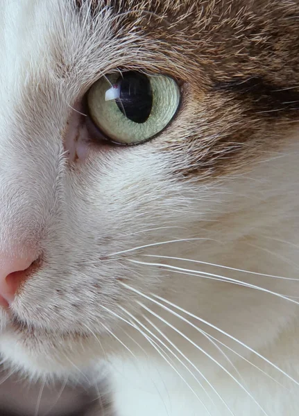 Retrato Lindo Gato — Foto de Stock