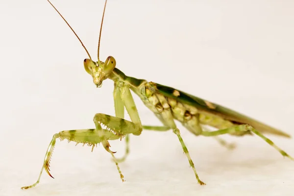 Green Preying Mantis White Background — Stock Photo, Image