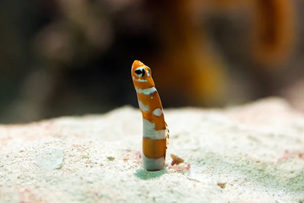 Pipe Tube Close Animal Sandy Ground — Stock Photo, Image