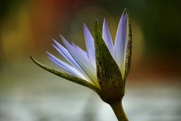 Nénuphar Fleurs Étang Flore Dans Nature — Photo