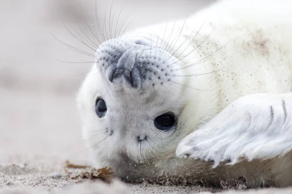 Seal Marine Mammal Animal — Stock Photo, Image