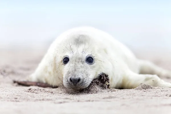 Seal Marine Mammal Animal — Stock Photo, Image