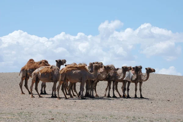Stado Wielbłądów Pustyni Gobi Mongolia — Zdjęcie stockowe