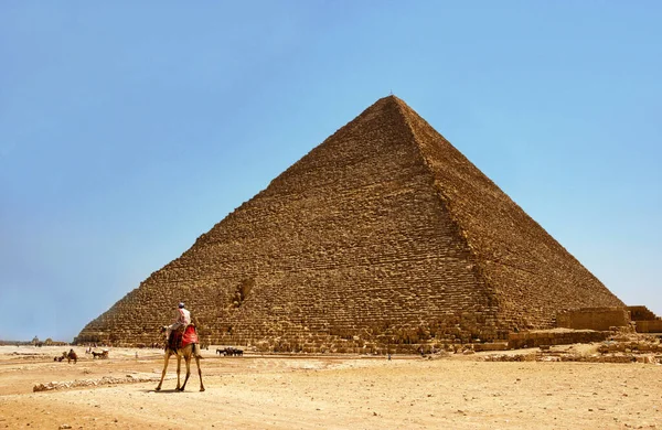 Pirâmide Trapaças Com Camelo — Fotografia de Stock
