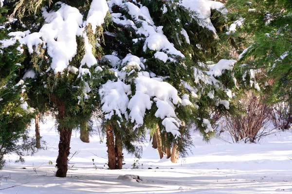 松の枝 新雪の松の枝 — ストック写真