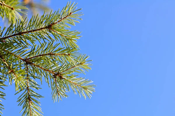 Rama Árbol Navidad Aislada Cielo Azul Claro —  Fotos de Stock