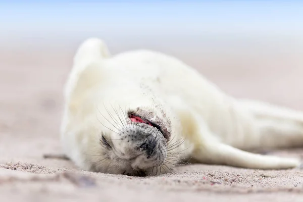 Seal Marine Mammal Animal — Stock Photo, Image