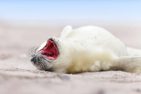 Robbe Meeressäugetier — Stockfoto