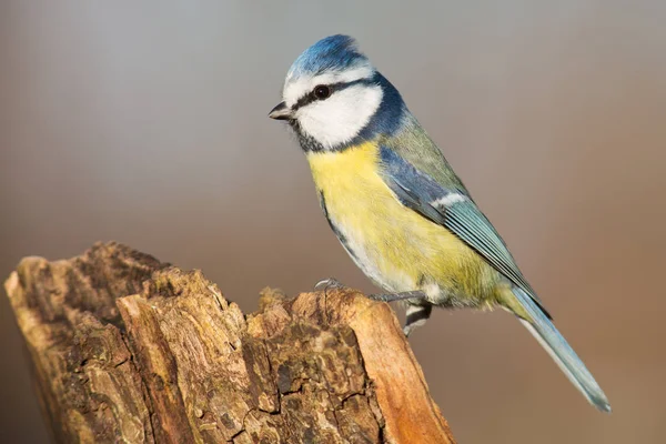 Scenic View Beautiful Blue Tit Nature — 스톡 사진