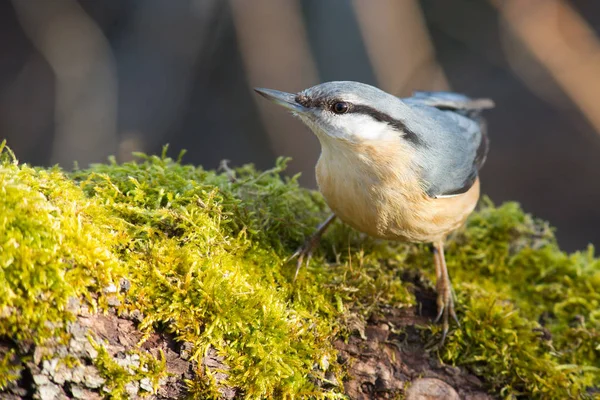 Scenic View Beautiful Nuthatch Bird — Stock Photo, Image