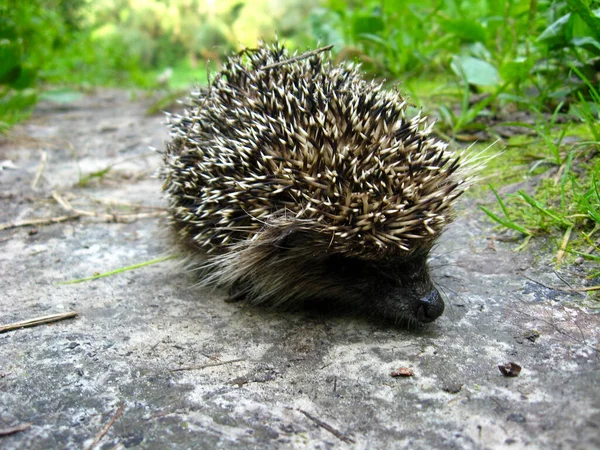 Stekelige Egel Dier Stekelige Egels — Stockfoto