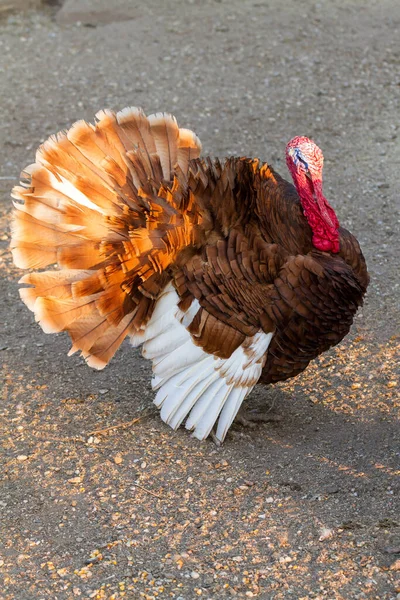 Nice Turkey Poultry Yard — Stock Photo, Image
