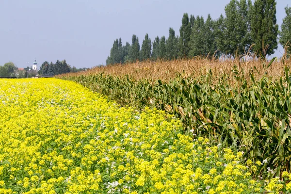 Kukorica Kukoricaföld — Stock Fotó