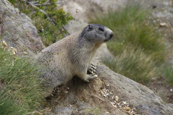 Marmota Marmota Roedor — Fotografia de Stock