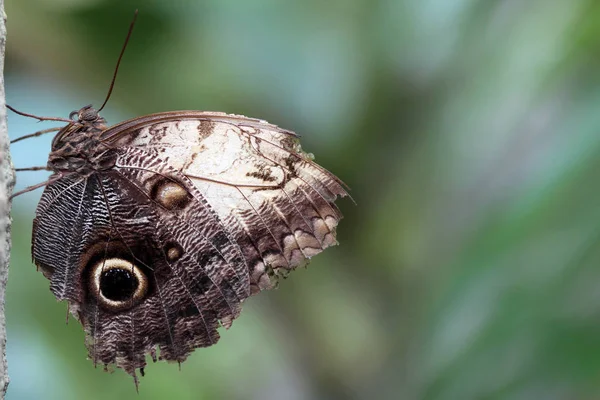 Eule Schmetterling Caligo Atreus — Stockfoto