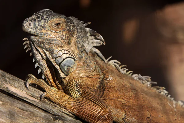 野生鬣蜥爬行动物动物 — 图库照片