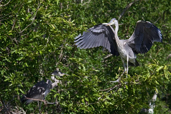 Scenic View Heron Bird Nature — Stock Photo, Image