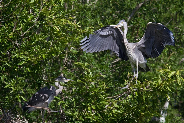 Vista Panorámica Garza Pájaro Naturaleza —  Fotos de Stock