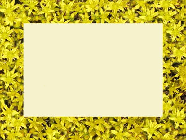 Marco Floral Stonecrop Amarillo — Foto de Stock